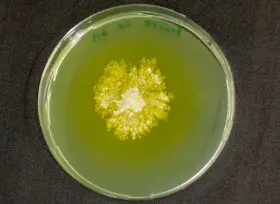 Biofuel from Waste Economics Boosted by Genetically Engineered Mutant Fungi