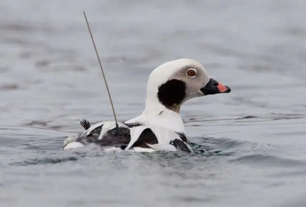 Ducks to get solar-powered backpacks for Lake St. Clair research